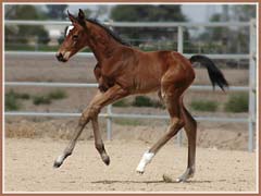 Algebraica's 2006 filly