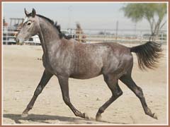 Bombay by Grand Prix Dressage sire Leonidas *Pg*