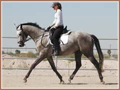 Bombay, ridden b Kailee Surplus, October 2007