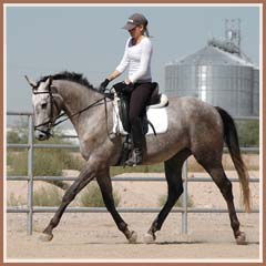 Bombay, ridden b Kailee Surplus, October 2007