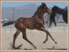 Calais, Trakehner filly by Freudenfest