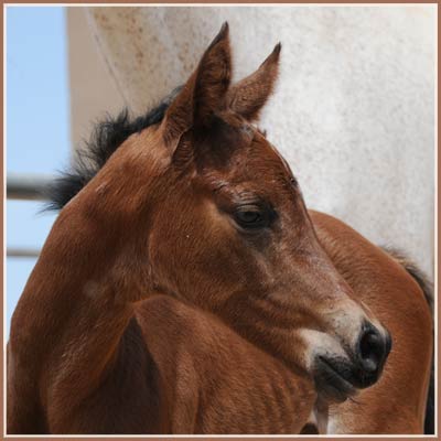 Heretic - Apollo Sun colt