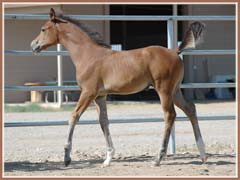 Honey by Marcato, 2 months old