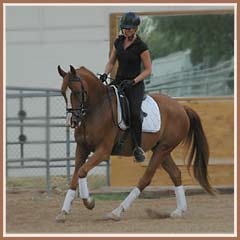 Hugo, 4 months under saddle, ridden by Cyndi Jackson.