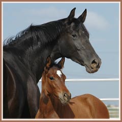 Kalua and her Freudenfest filly Kapri, May 2006