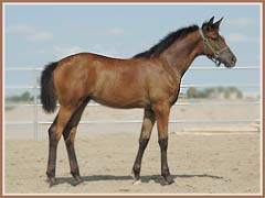 Kapri, Trakehner filly by Freudenfest