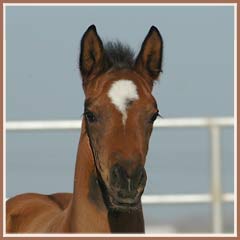 Kapri, Kalua's 2006 filly, 11 days old