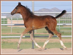 Kalua's 2009 colt by EH Lehndorff's, 2 months old!