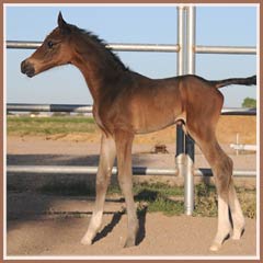 Kalua's 2009 colt by EH Lehndorff's.  Photo at 10 hours old!