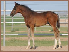 Kalua's 2009 colt by EH Lehndorff's, 2 months old!