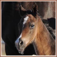 Kalua's 2009 colt by EH Lehndorff's.  Photo at 10 hours old!