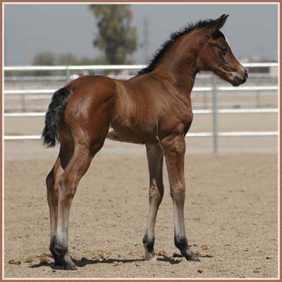 Kalua's Trakehner filly, Kapri, by Freudenfest