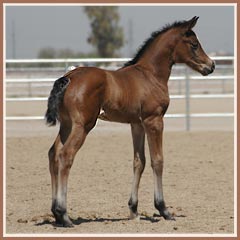 Kapri, Kalua's 2006 filly by Freudenfest, 11 days