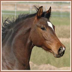 Kildare showing his beautiful head