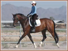 Kildare, Trakehner gelding by Impressionist, ridden by Kailee Surplus