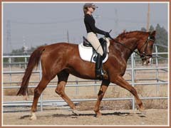 Madira, ridden by Kailee Surplus, January 2008