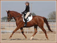 Madira, Trakehner filly by Heling