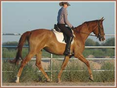 Madira, ridden by Kailee Surplus, August 2007