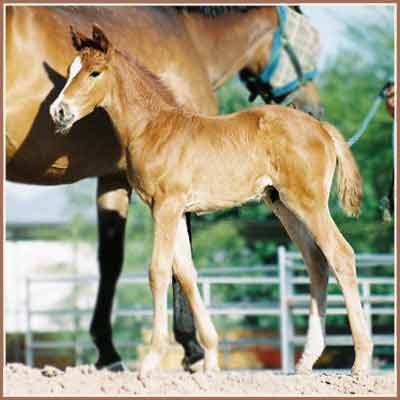 Monarch: Marcella - Emeer Colt