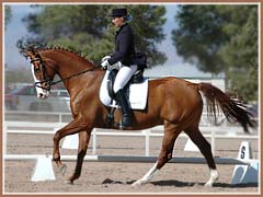 Padua at her first dressage show, Nadine Knüwer riding, March 2006