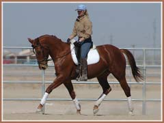 Pagan, Trakehner mare by Kaspareit