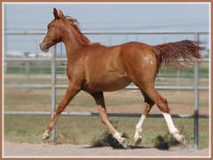 Paladin, May 2008, 13 months old