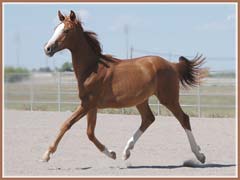 Paladin, May 2008, 13 months old