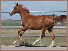 Paladin, May 2008, 13 months old