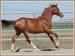 Paladin, May 2008, 13 months old