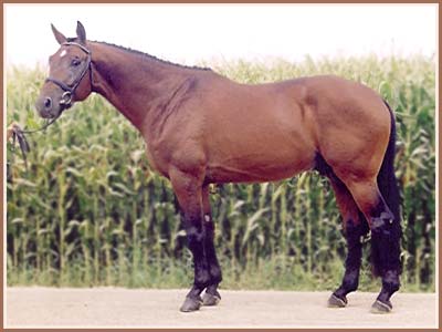 Mature sport horse, Paramoure, at age 5