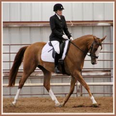 Paladin, first under saddle class, July 2010.  Owned, trained, ridden by Laine S.