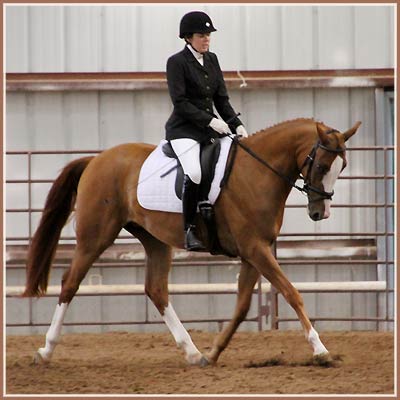 Paladin SF by Aul Magic, trained, ridden and owned by Laine.  First under saddle class, July 2010.