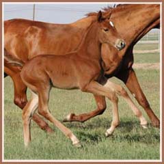 Reika's 2008 filly by E.H. Lehndorff's