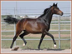 Rowan, Trakehner filly by Incantare