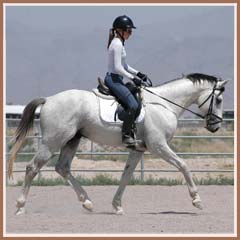 Santiago, beginning under saddle work, ridden by Kailee Surplus