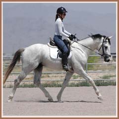 Santiago, beginning under saddle work, ridden by Kailee Surplus