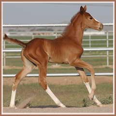 Sidney's 2008 filly by Oskar II