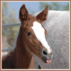 Sidney's 2008 filly by Grand Prix dressage stallion Oskar II, 5 days old