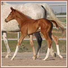 Sidney's 2008 filly by Oskar II