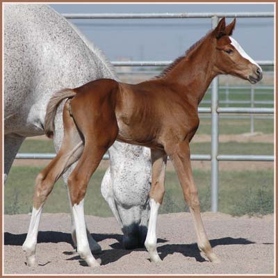 Sidney - Oskar II Filly