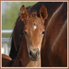 Talara, 2006 filly by Bel Espace Go, 3 weeks old