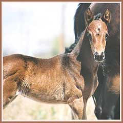 Tejon as a young foal