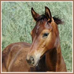 Tejon by Tanzeln, 3.5 months old