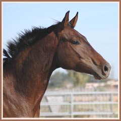 Tejon by Tanzeln, October 2008