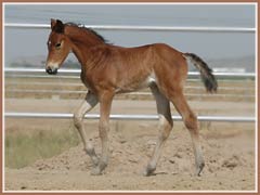 Talara, 2 weeks old