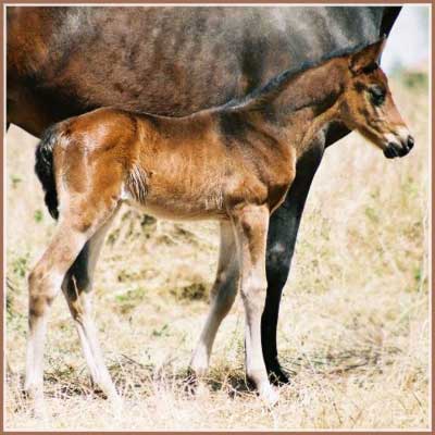 Tejon: Tropenperle - Tanzeln Colt