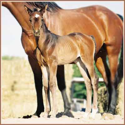 Valkyree: Victree - Kostolany Filly