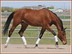 Vigo, Trakehner gelding by Oskar