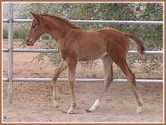 Vixxen as a foal